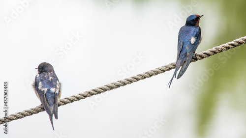 Barn swallow (Hirundo rustica), Nature reserve, Carska bara, Serbia photo