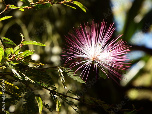 Caliandra Rose photo