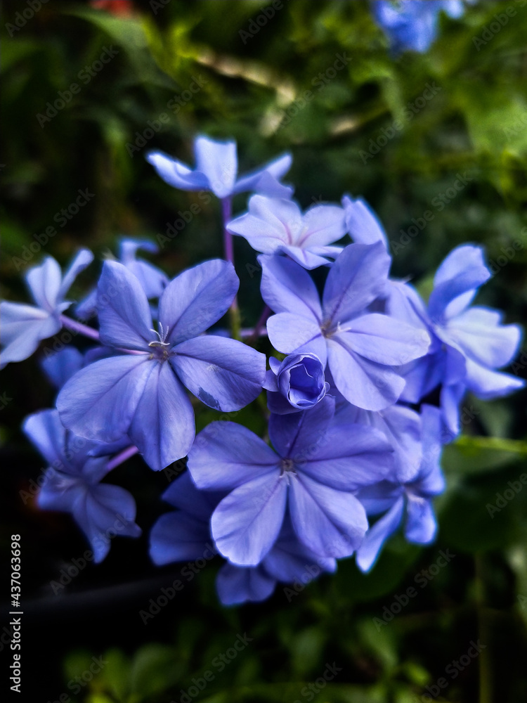 forget me not flowers,They are blooming forget me not flowers,They are blooming