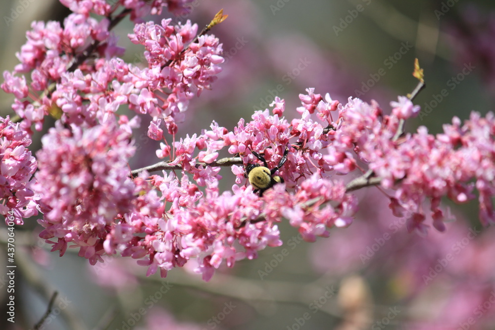 spring bloom flower bee spring bloom flower bee