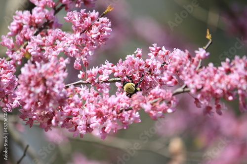 spring bloom flower bee