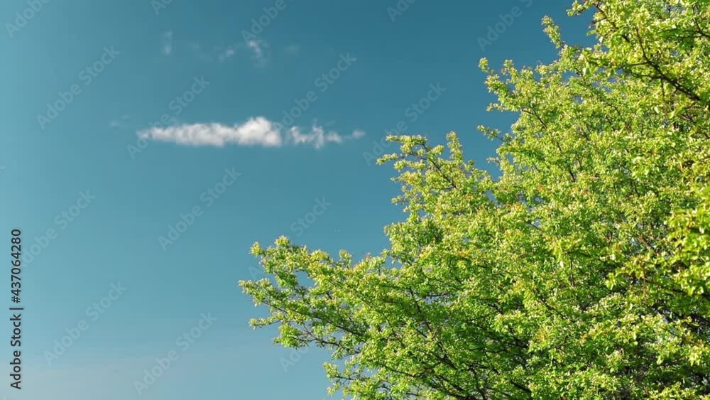 Green leaves tree on blue sky background and a singing bird in spring Green leaves tree on blue sky background and a singing bird in spring
