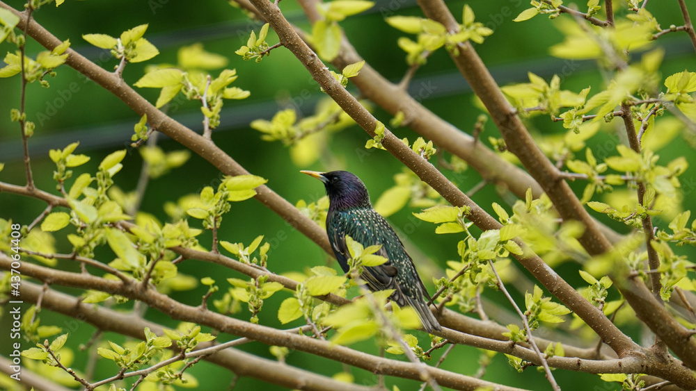 Fototapeta premium Starling sitting on a branch of a tree in the spring
