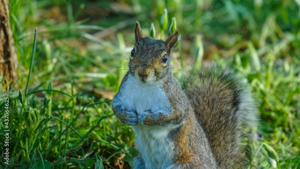 Eastern Fox Squirrel sitting on the grass waiting for food Eastern Fox Squirrel sitting on the grass waiting for food