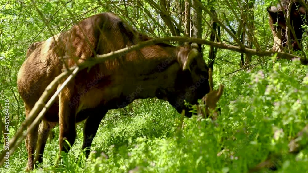 The cows grazing in the forest in spring season The cows grazing in the forest in spring season