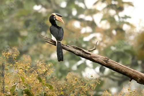 Malabar Pied Hornbill on a tree branch, Anthacoceros coronatus, Dandeli, Karnataka, India photo