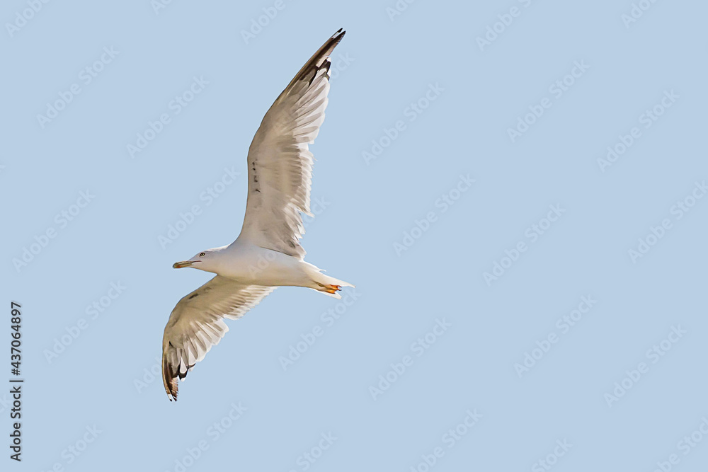 Obraz premium Seagull on a background of blue sky