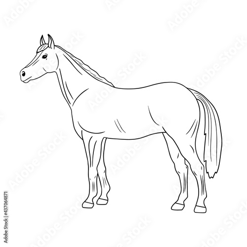 Outline vector standing Horse. Series of Livestock, Farm Animals. Hand drawn line art sketch, doodle, design element isolated for coloring book page, veterinary, equestrian sport. Rustic theme