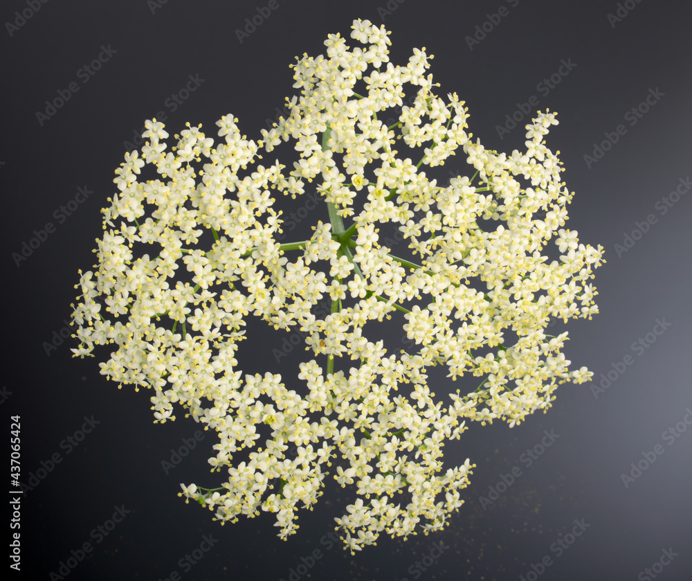 Green stem with white flowers and yellow stamens on a dark background