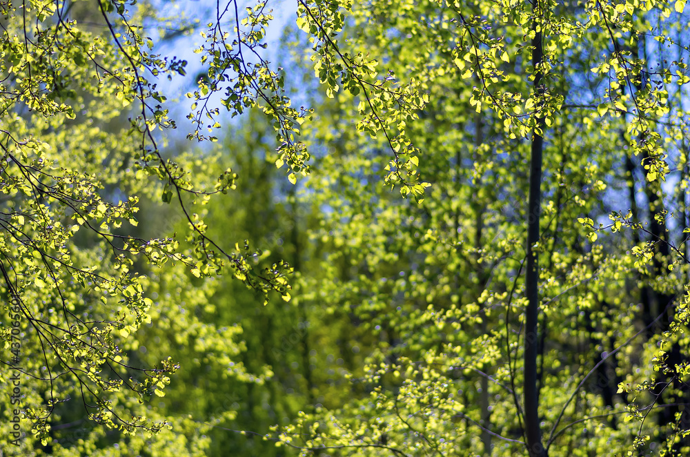 Fototapeta premium Green leaves on tree branches in a spring day in the forest. Natural green leaves plants using as spring background cover page environment ecology or greenery wallpaper.