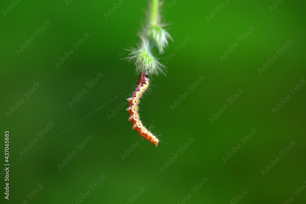 A Lepidoptera larva in nature, North China A Lepidoptera larva in nature, North China
