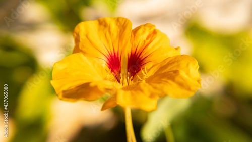 Yellow and Red Nasturtium flower of the Tropaeolaceae family.