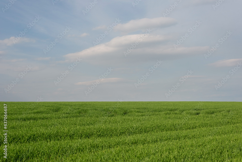 landscape of green grass field against cloudy sky