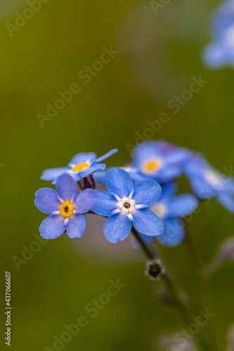 Myosotis flowers in the garden, close up shoot 