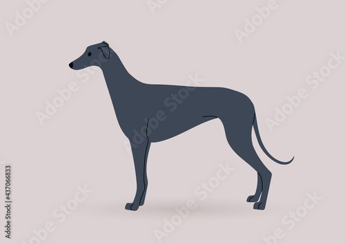 A graceful black greyhound dog standing in a side view  domestic pets theme