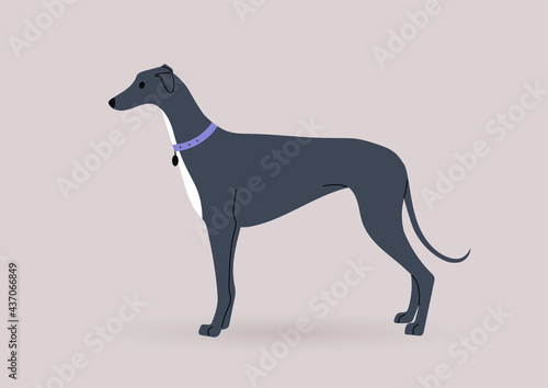 Wallpaper Mural A graceful black greyhound dog standing in a side view, domestic pets theme