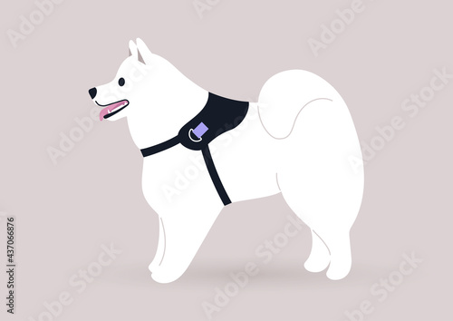 A white Samoyed dog in a harness standing in a side view, black nose and pink tongue, a cute mascot
