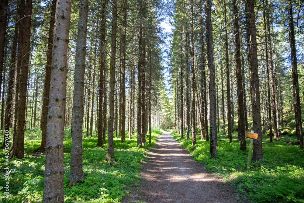 Obraz premium The trail through the spruce forest in ,Helgeland,Nordland county,Norway,scandinavia,Europe