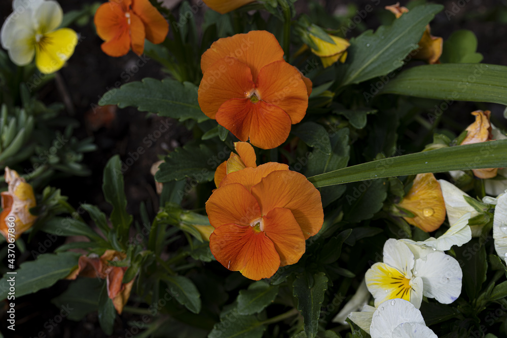 Frühlingsblumen Frühlingsblumen