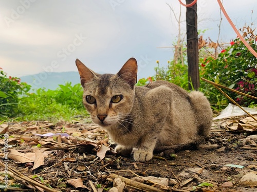 Cat waiting for food