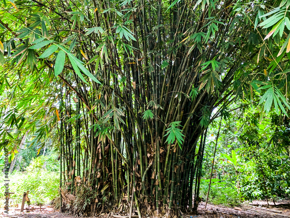 Obraz premium bamboo forest