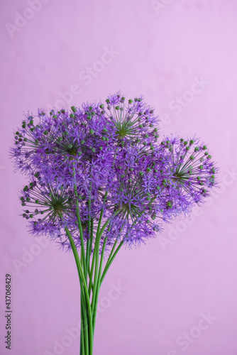 bouquet of round purple flowers on a pink background  minimalistic