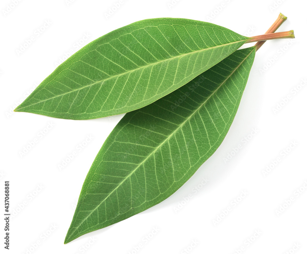 Fototapeta premium fresh Frangipani leaf isolated on white background, top view