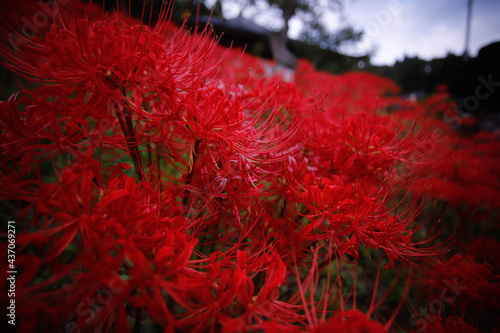 red autumn leaves