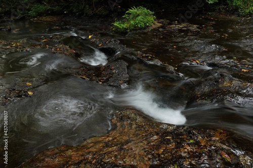 stream in the forest