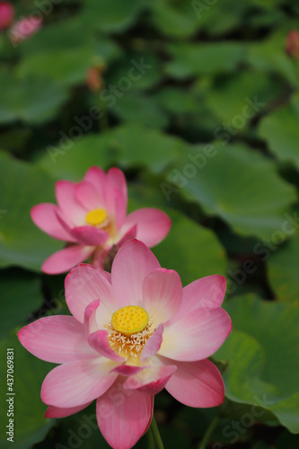 pink water lily