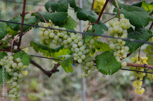 grapes on vine
