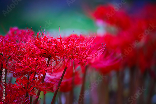 red dahlia flower