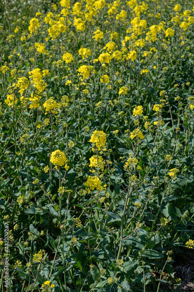 Botanical collection, Rapeseed Brassica napus bright-yellow flowering plant, cultivated for its oil-rich seed, source of vegetable oil and protein meal.