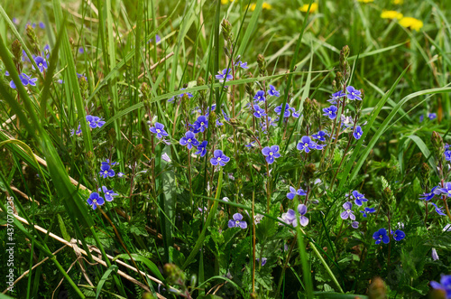 Green field grass with flowers Veronica forget-me-not in field