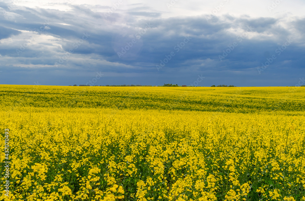 Field of yellow flowering rapeseed on a background of storm clouds