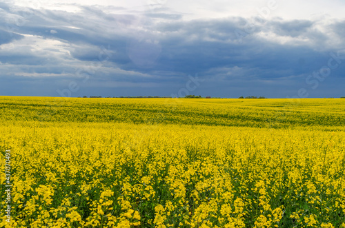 Field of yellow flowering rapeseed on a background of storm clouds © romankrykh