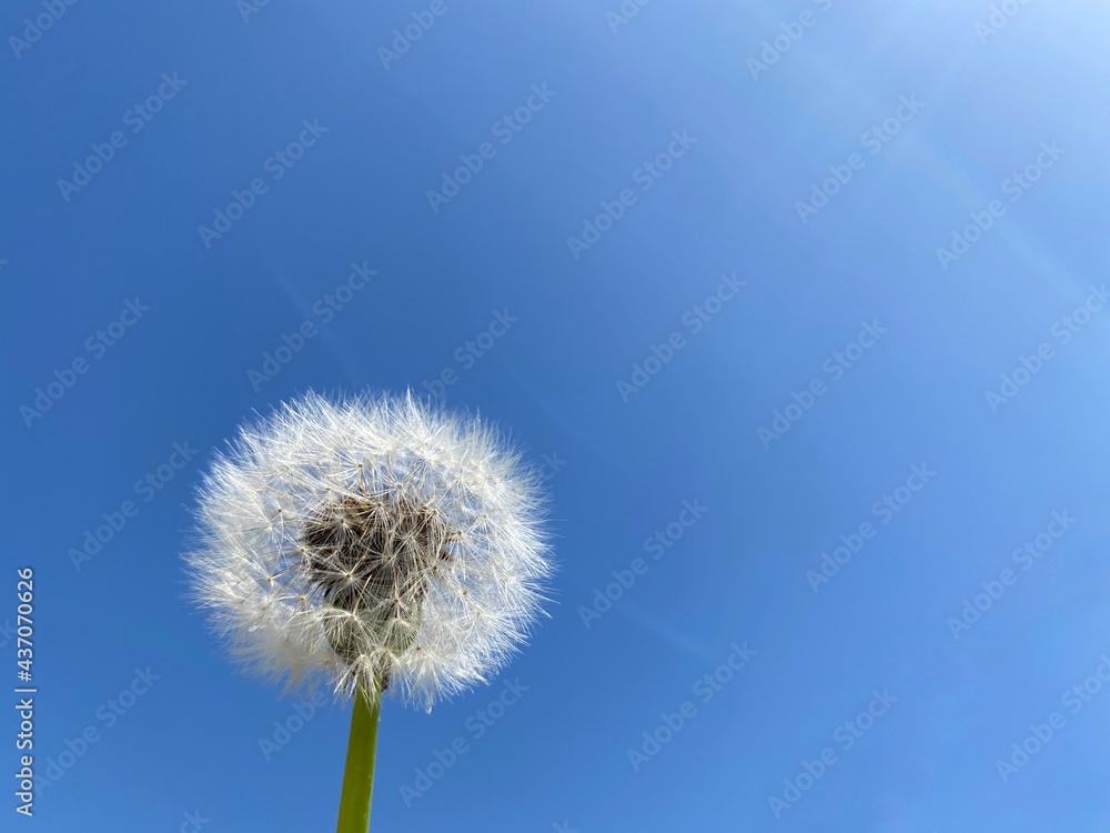 dandelion against blue sky