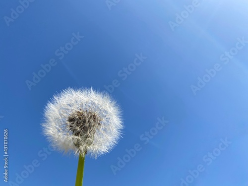 dandelion against blue sky