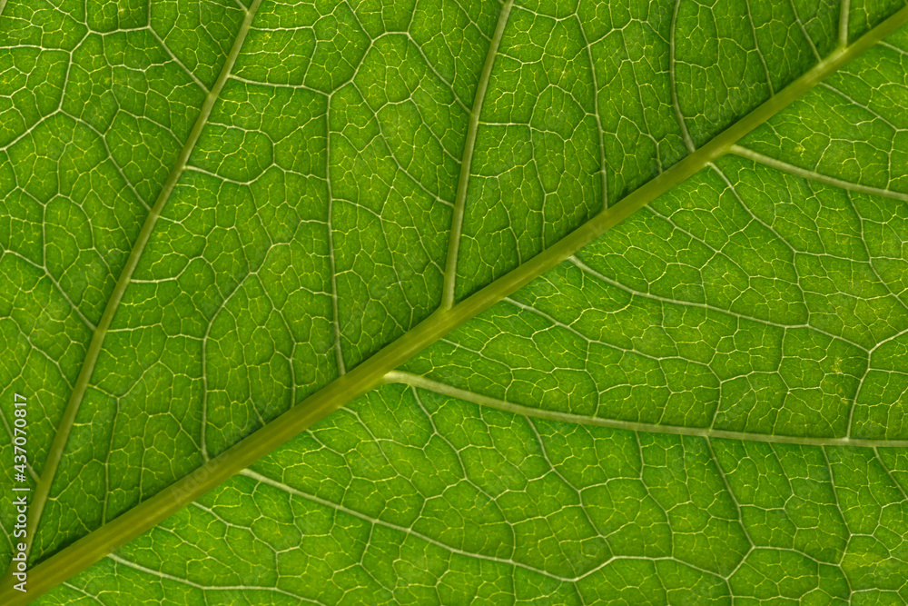 close up of green leaf texture close up of green leaf texture