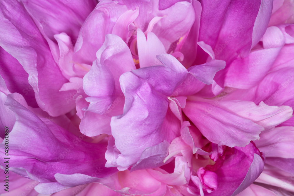 close up of purple peony flower