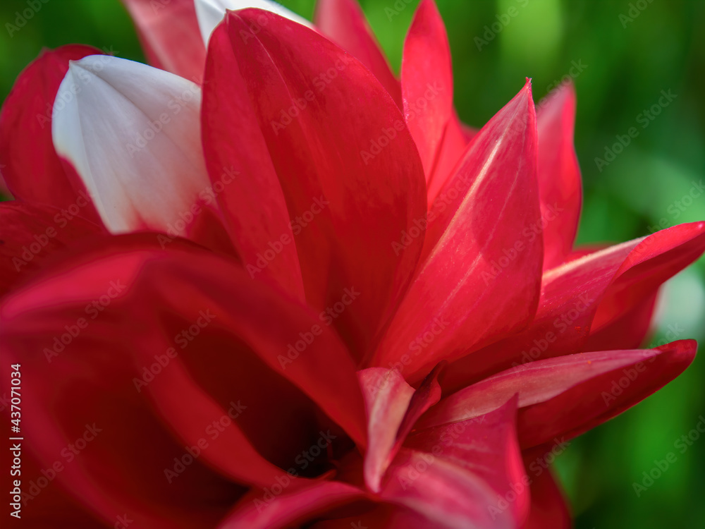 Macro photography of a red and white dahlia flower, captured in a garden near the colonial town of Villa de Leyva, in the central Andean mountains of Colombia.