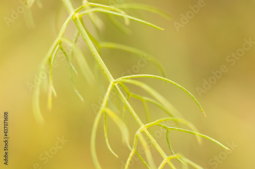 Small flowers and grasses in spring