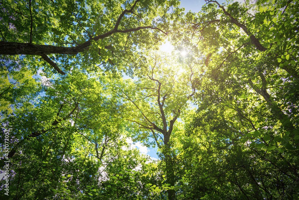 Landscape crop of the overhead canopy with a sunburst while visiting a walking trail through a deciduous forest in Waukesha County, Wisconsin.