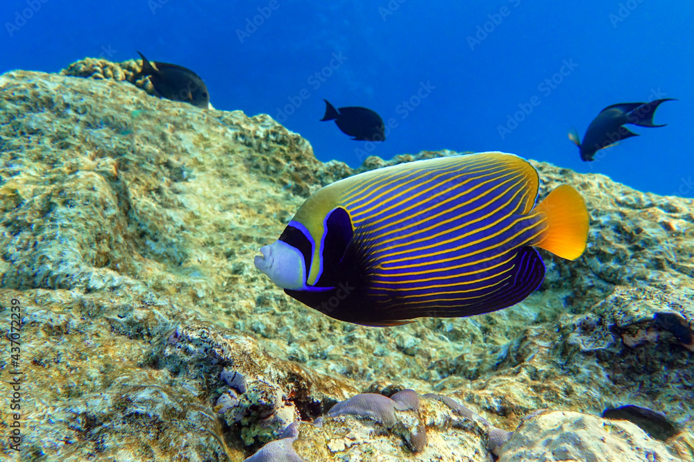 Emperor Angelfish (Pomacanthus imperator) Red Sea Emperor Angelfish (Pomacanthus imperator) Red Sea