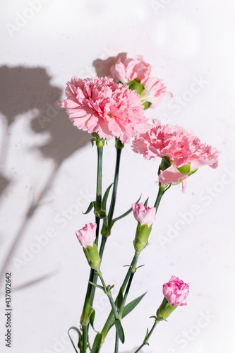 Pink carnation flowers on white background