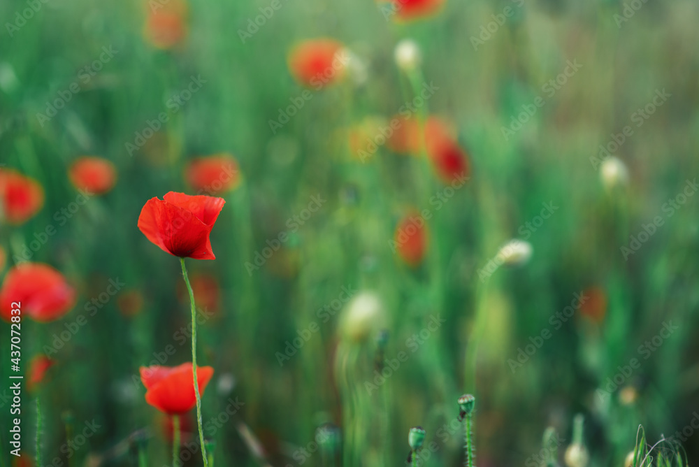 Fototapeta premium Wild red poppies in a close-up field
