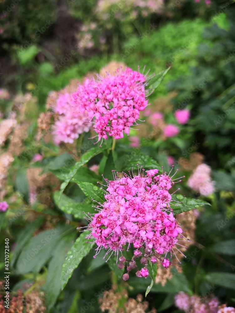 beautiful flowers in the spring garden beautiful flowers in the spring garden