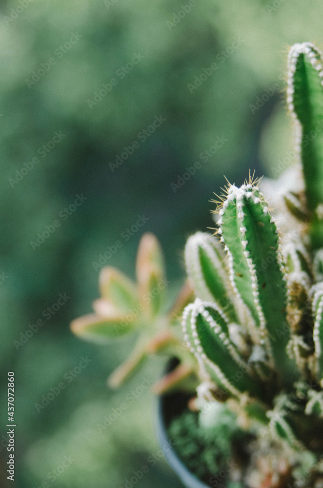 Cactus Cactus