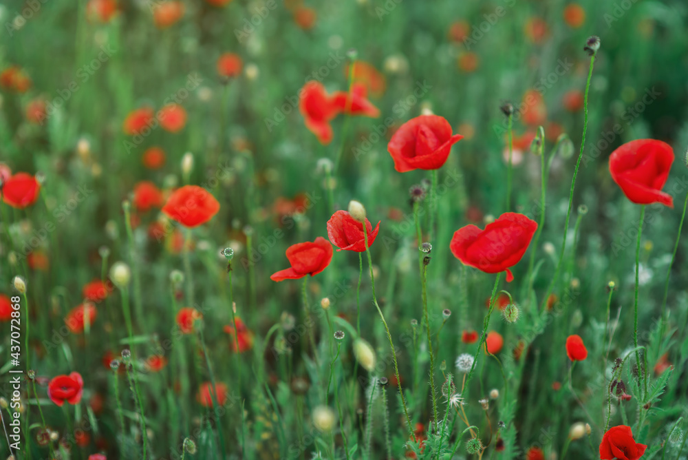 Wild red poppies in a field