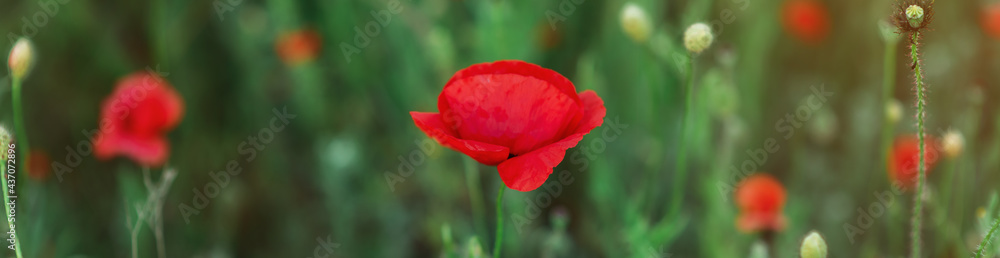 Banner. Wild red poppies in a close-up field Banner. Wild red poppies in a close-up field